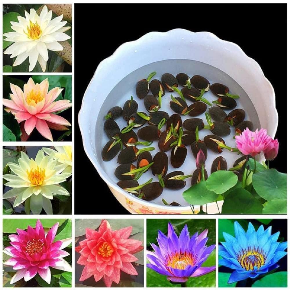 Easy-to-Grow Hybrid Lotus Seeds for Stunning Water Gardens