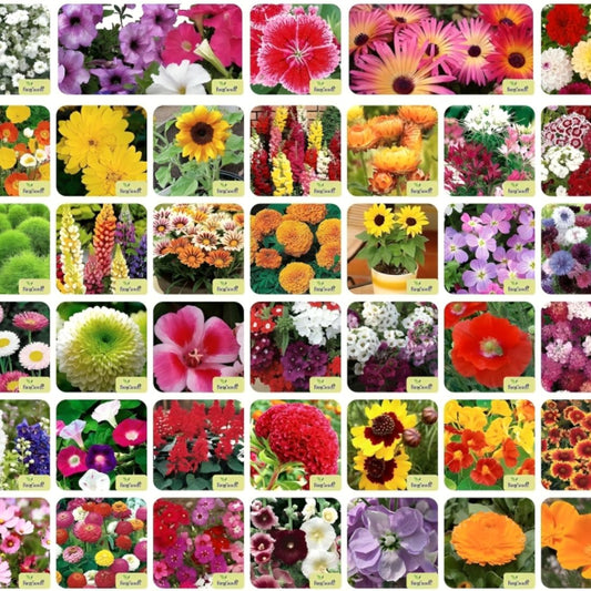 Multi Flower Seed