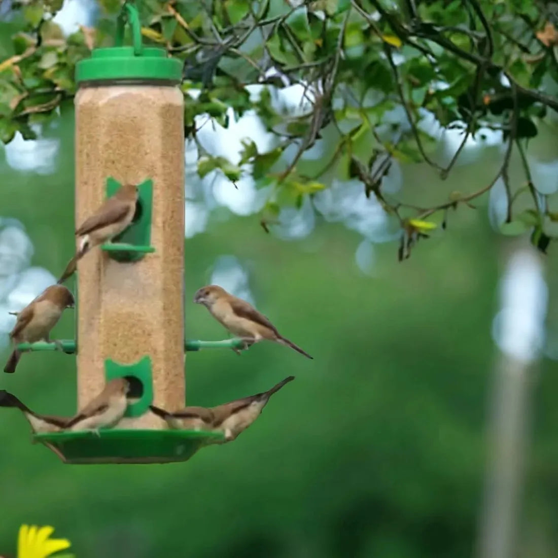 Durable Hanging Bird Feeder for Outdoor Use – Attracts Wild Birds